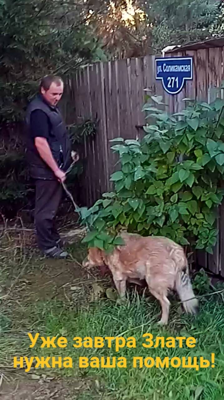 Уже завтра Злате нужна ваша помощь!