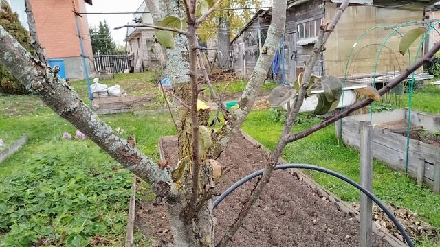 Нашла в интернете, чем обработать грушу после обрезки. Очень эффективный способ.