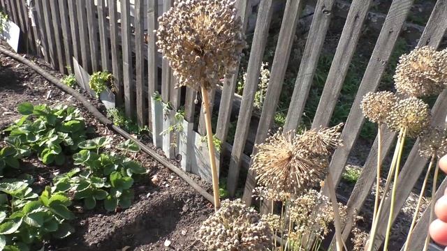 Сбор семян многолетних луков и порея