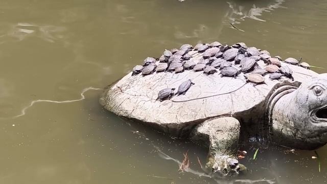 Черепахи в парке Чжанцзяцзэ_2