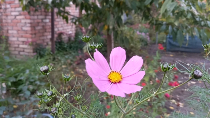 09-10-2025 НАША ОСЕНЬ Пересадки