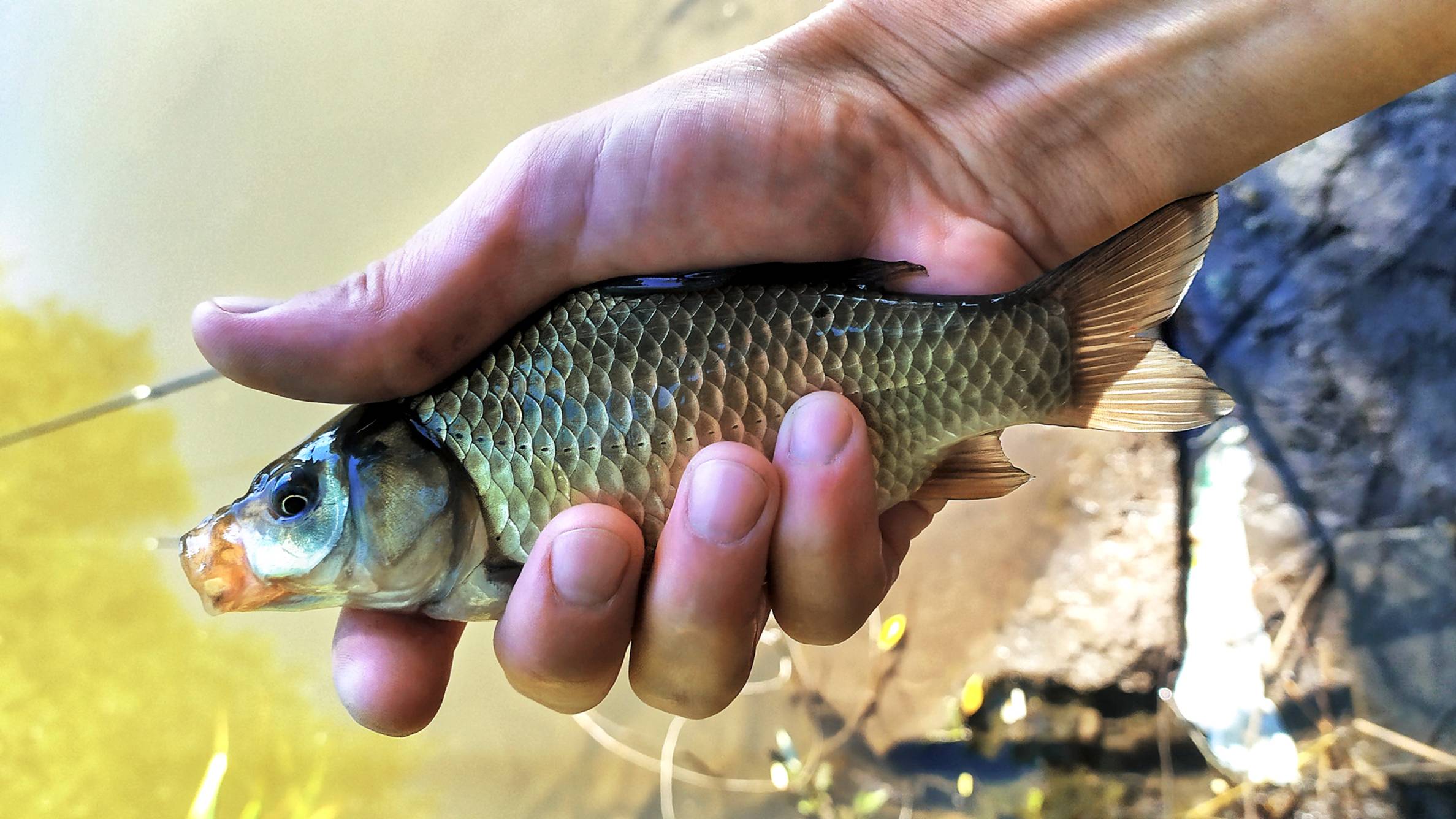 Ловля карася на фидер ZEMEX. На что рыба клюёт лучше всего? Рыбалка в Апрелевке.