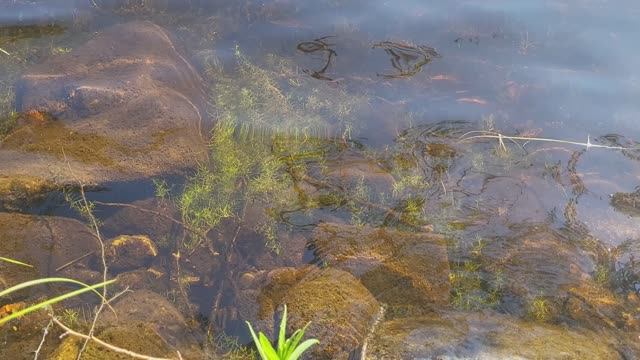 Озёра и каналы Соловков. Lakes and canals of Solovki Island
