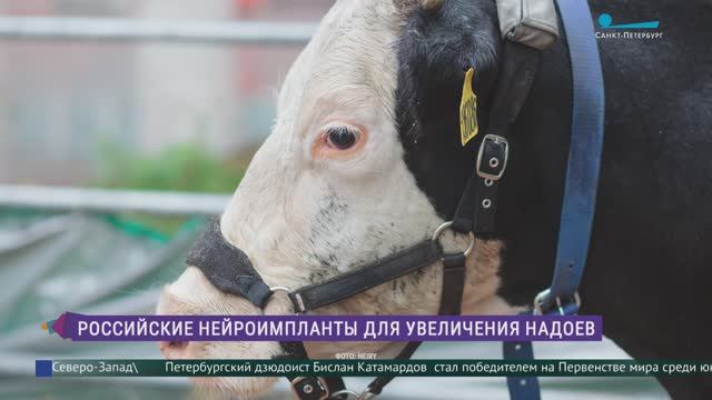 Надои молока увеличат нейроимпланты: разработка российских учёных