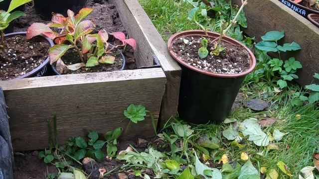 Как сохранить крупнолистную гортензию зимой в прикопе.