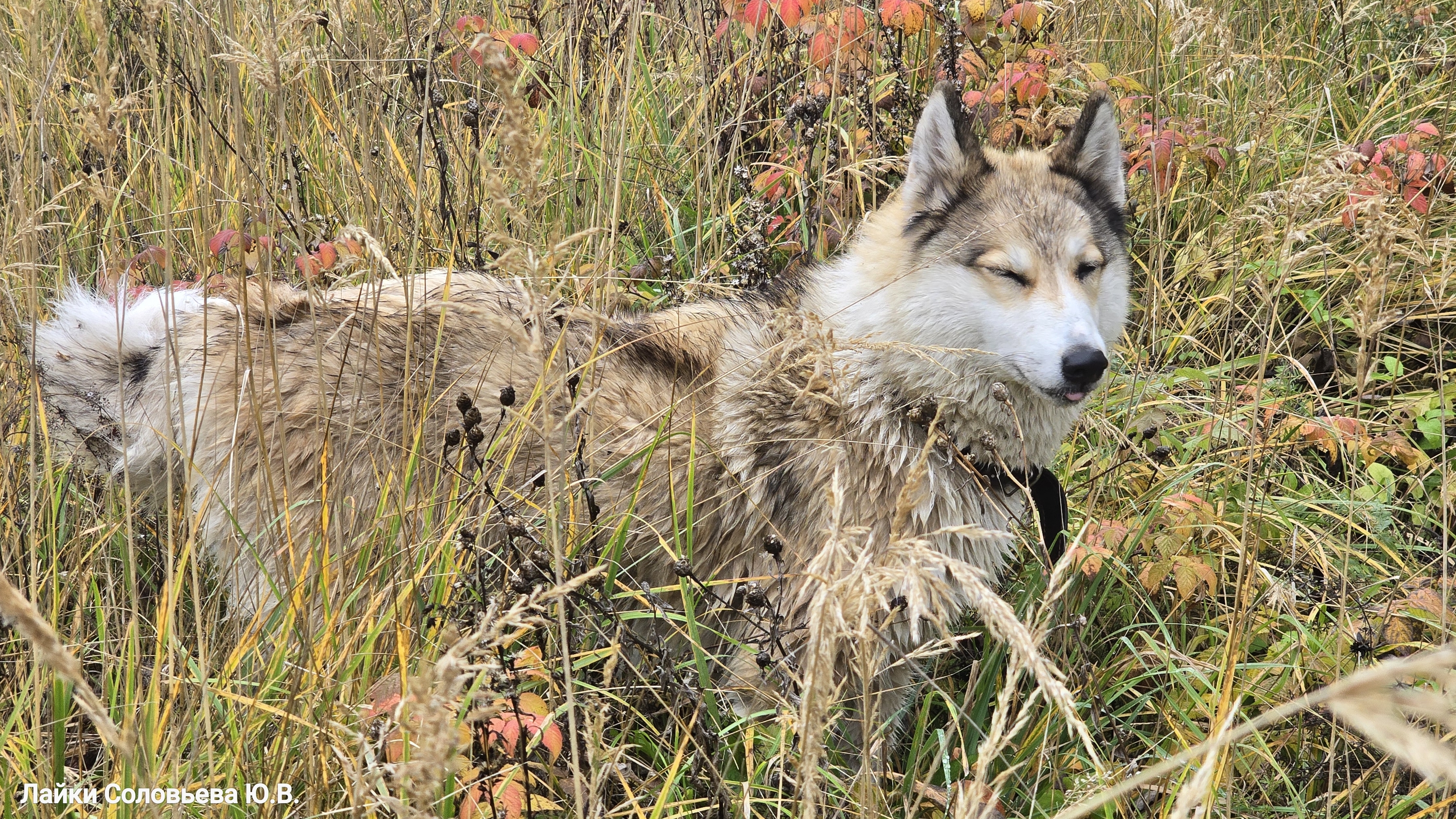 С Чезой на поиски Белкуньи