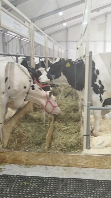 Российская агропромышленная выставка «Золотая осень». Сенсация павильона «Животноводство» (10)