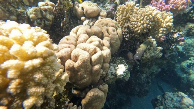 Часть  3 Коралы рыбки.