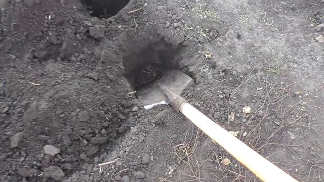 Пересадка щавеля