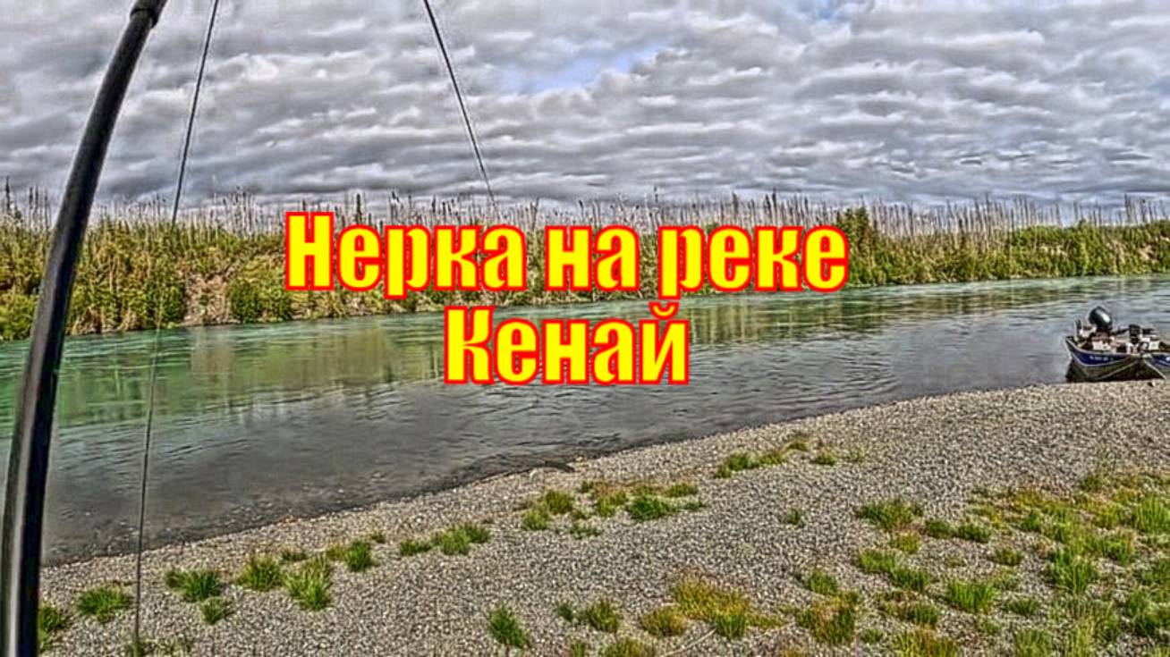 Нерка на реке Кенай