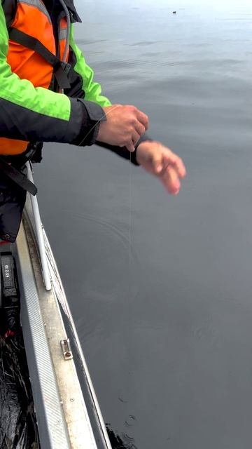 Налим на поставушку