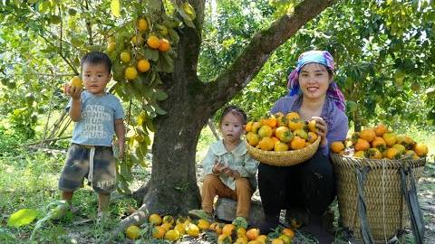 Harvest persimmons with the children to sell at the market - take care of chickens and ducklings.