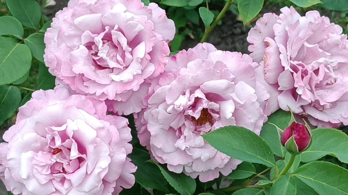 Прекрасная незнакомка. Скажите как её зовут?.