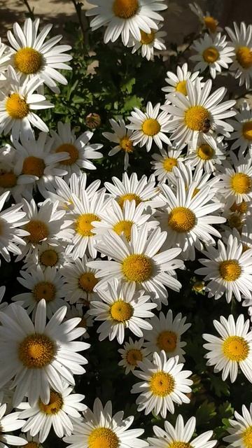 Осенние ромашки