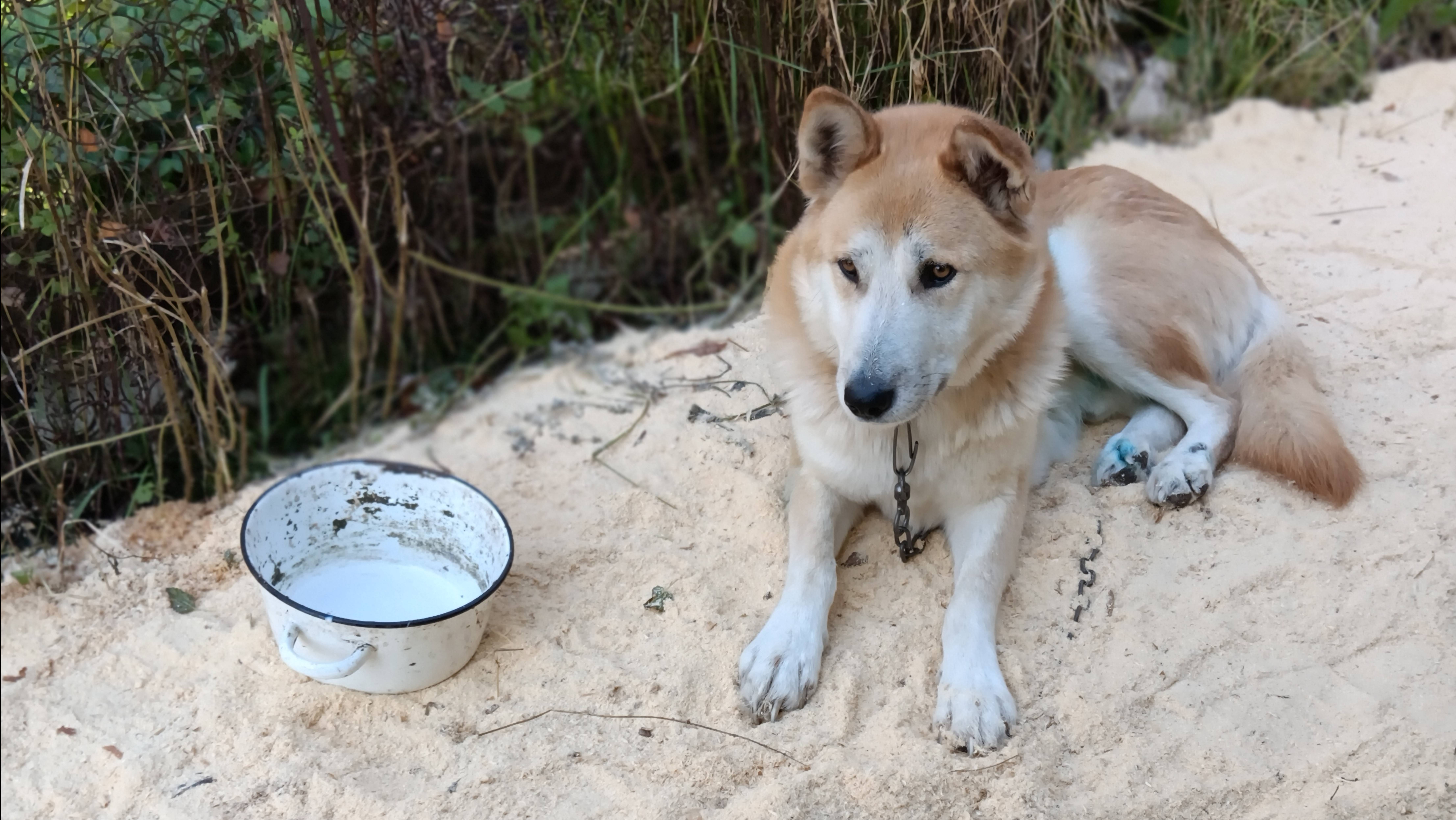 На все руки Мастер.🦮🧺💯 муж готовит место для собаки.