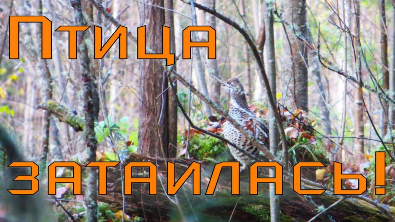 Охота на рябчика ясный денёк погода скачет то снег то дождь рябчик залёг несколько дней впустую