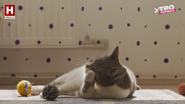 Пушистая проблема | ЧИСТОТА В УДОВОЛЬСТВИЕ