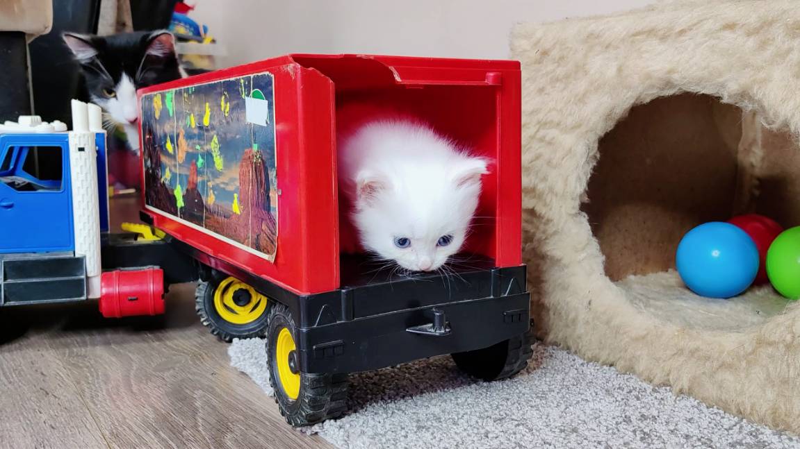 Мама-кошка и её забавные котята. Интересный момент. Часть 2