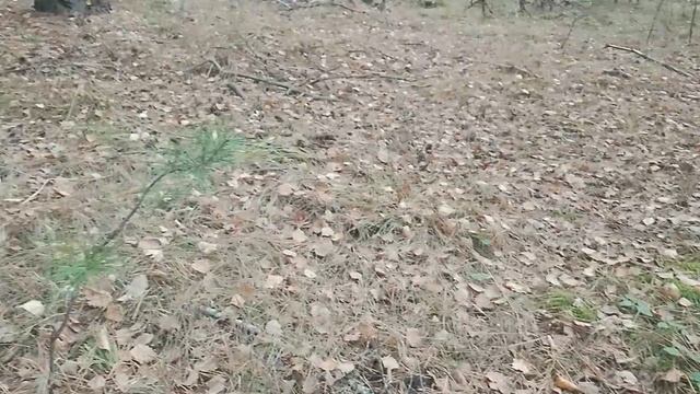 СНОВА ЗА ГРИБАМИ