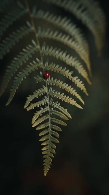 #лесожители