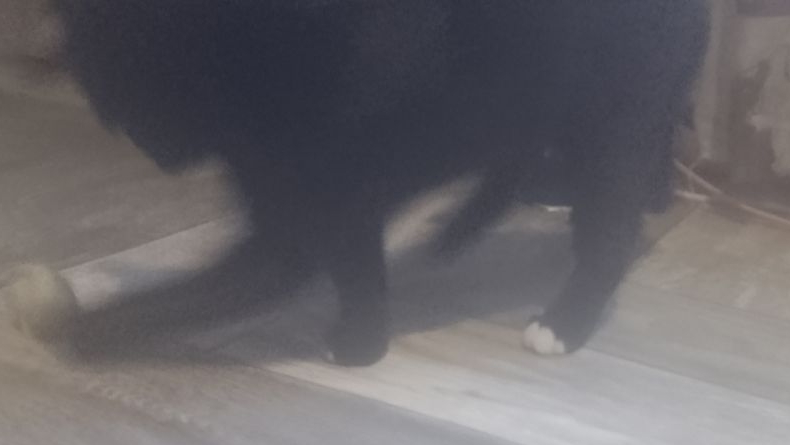 Моя кошка Эльза играет с каком