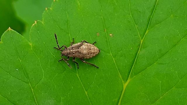 нимфа клопа краевика окаймлённого