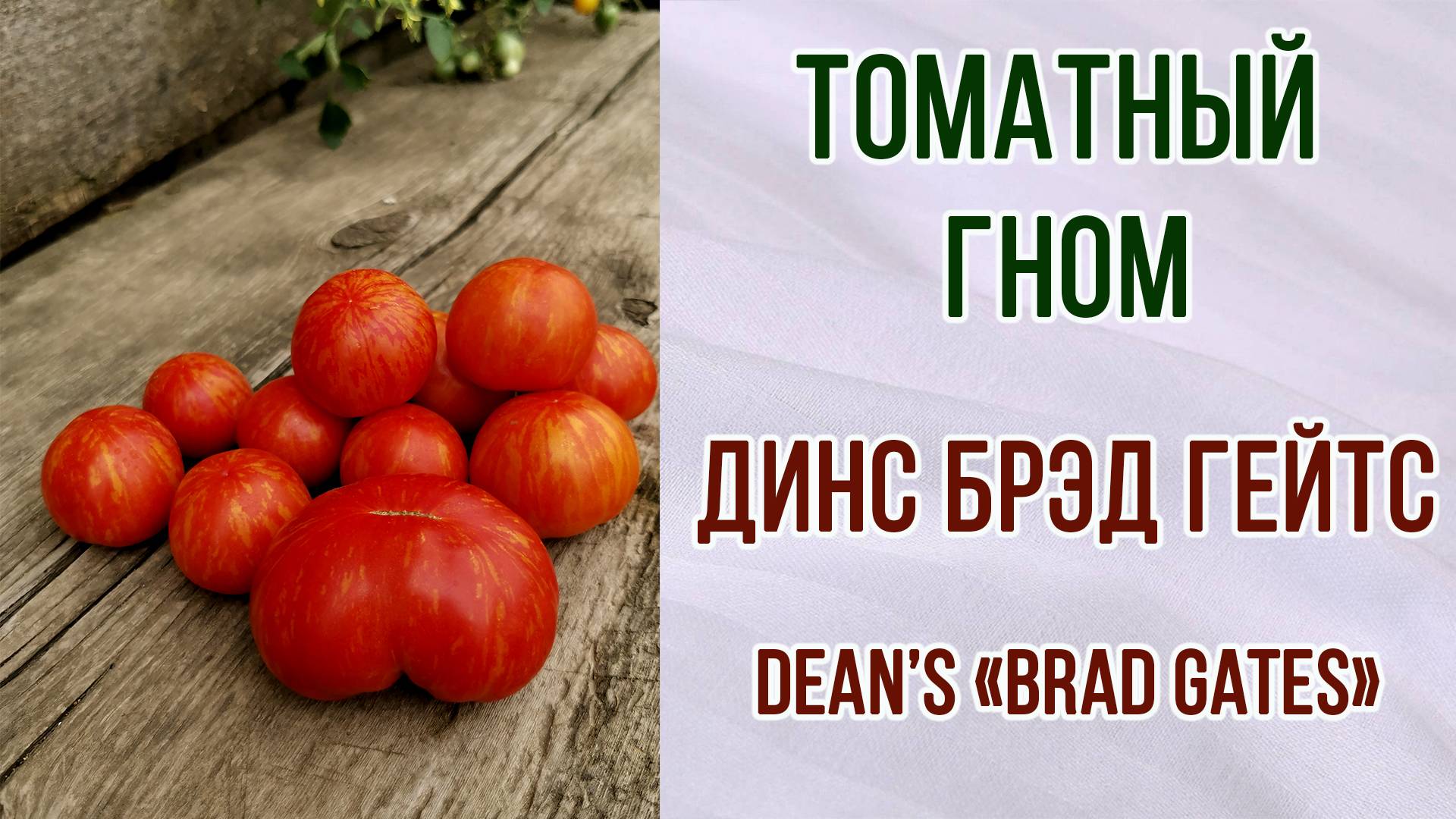 Гном томатный "ДИНС" БРЭД ГЕЙТС". Обзор + отзыв. Урожайность. Вкус.