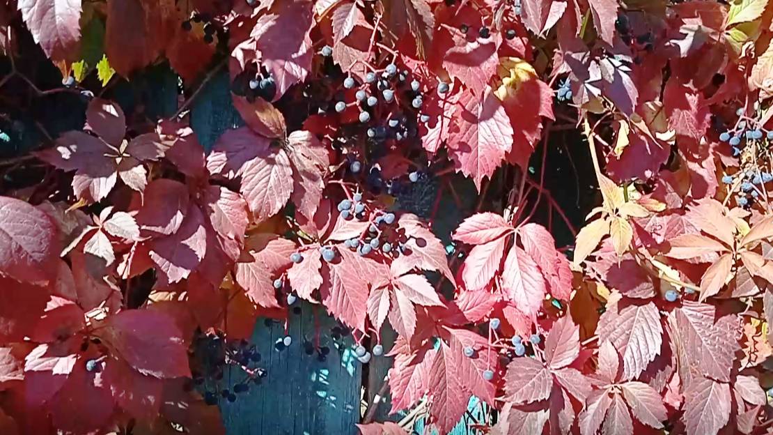 Живая изгородь из девичьего винограда это просто красиво и эффектно