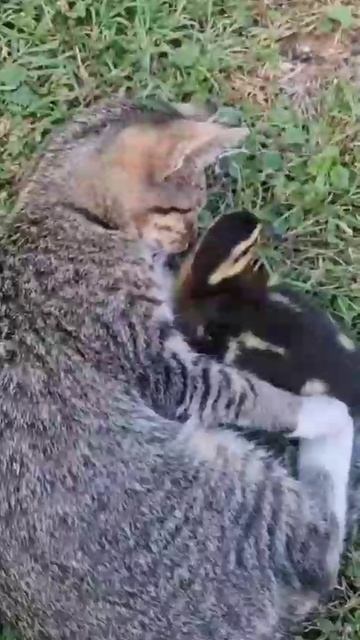 Котёнок + утёнок 😻