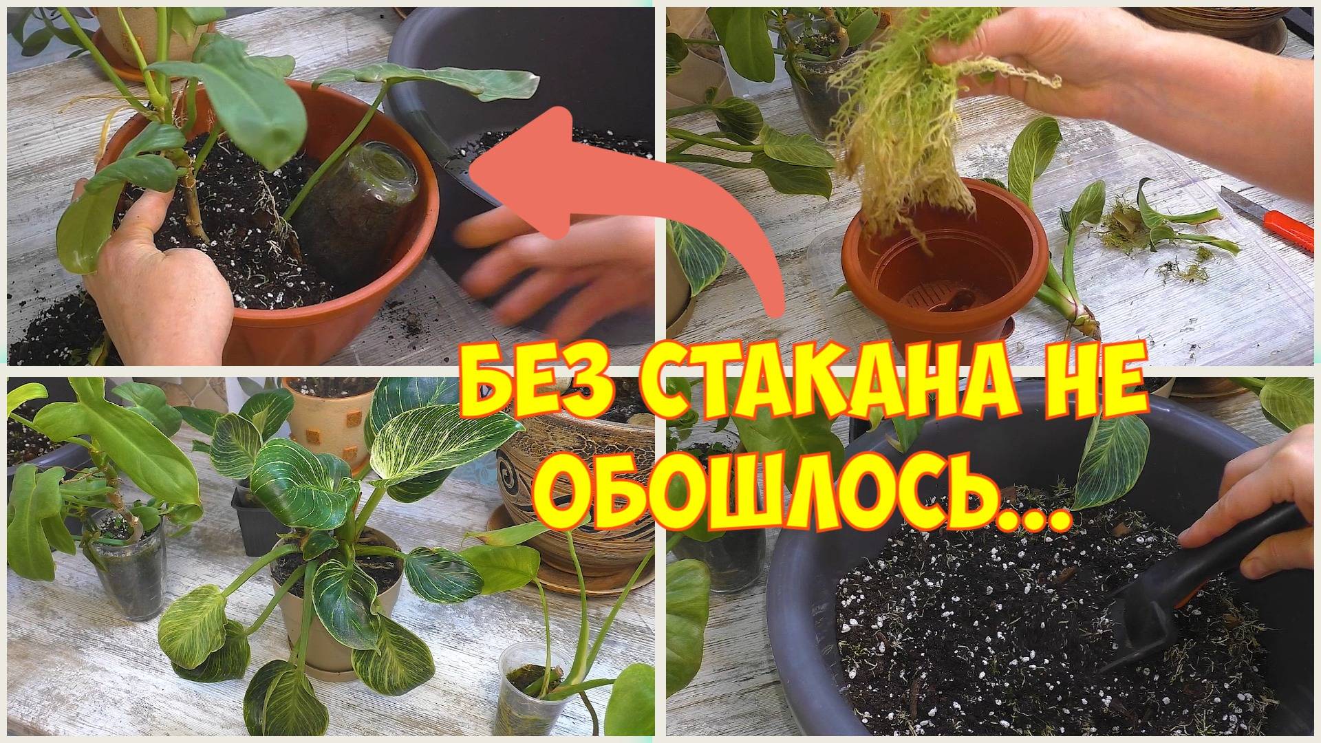 Большая пересадка комнатных цветов. Филодендроны. Монстера.