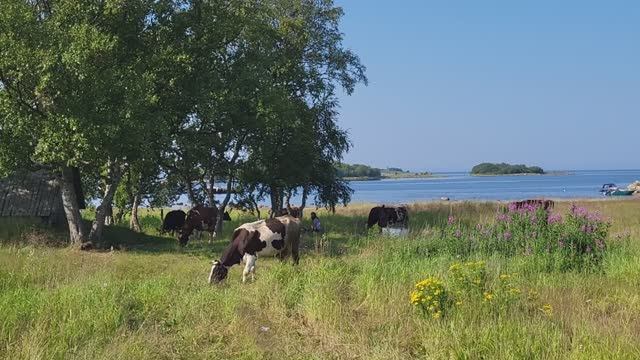 Соловецкие коровы и лошади. Cows and Horses on Solovki Island