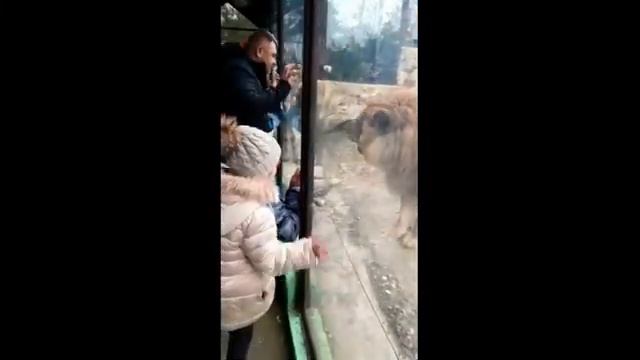 Нападение льва)