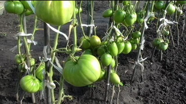 Помидоры выдерживающие минус пять градусов