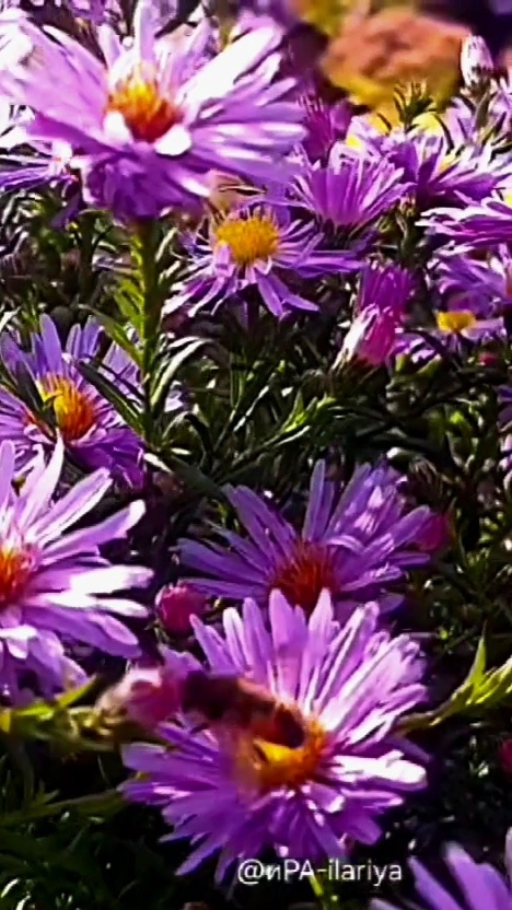 Цветы садовые осенние