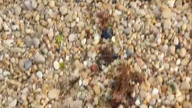 Мазут на пляжах Северной стороны Севастополя