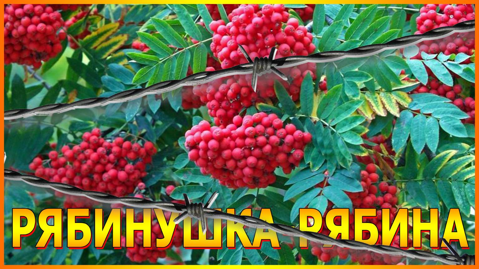 РЯБИНУШКА-РЯБИНА