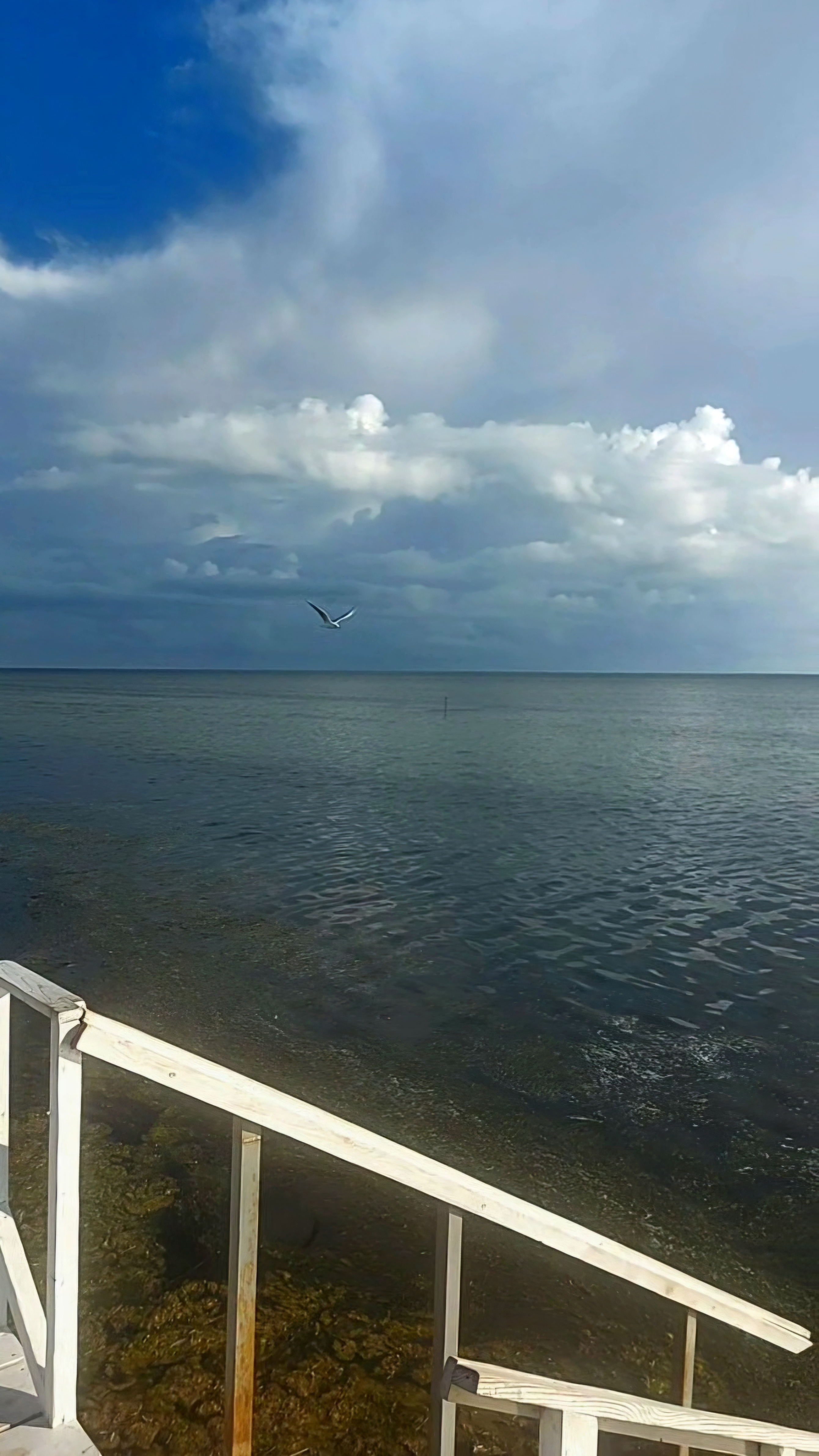 Море Небо Облака Чайка