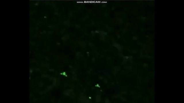 НЛО реальное видео. Самые яркие видео НЛО