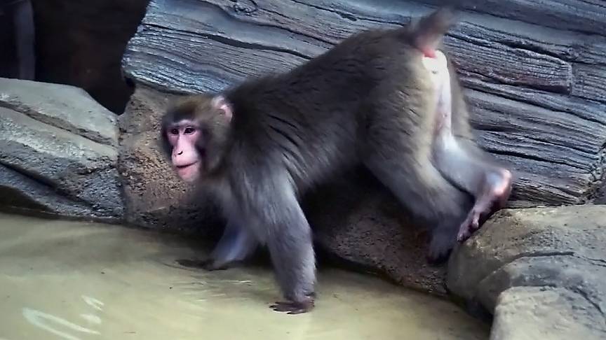 Новые жители зоопарка - японские макаки Кайко и Китана, осваивают вольер с бассейном..
