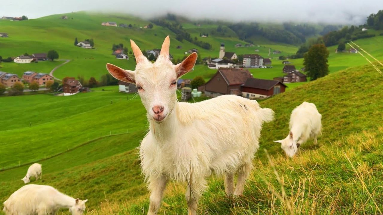 Жизнь в райской деревне Швейцарии - Расслабляющая прогулка по красивой сельской местности Швейцарии