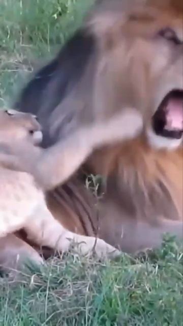 История одного льва...