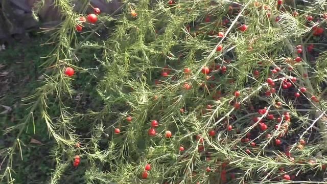 Сбор семян спаржи