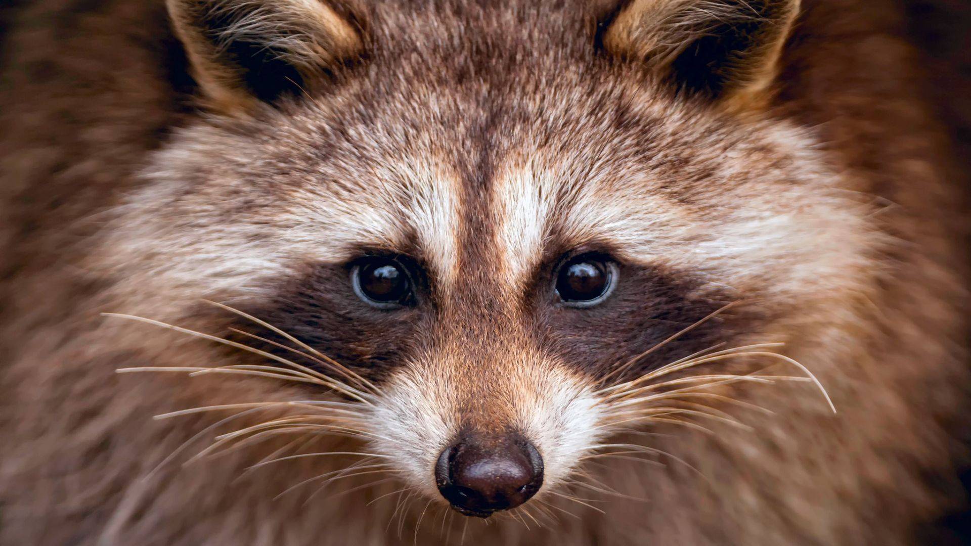 Енот-полоскун: Редкостный Хитрюга | Интересные факты про енотов