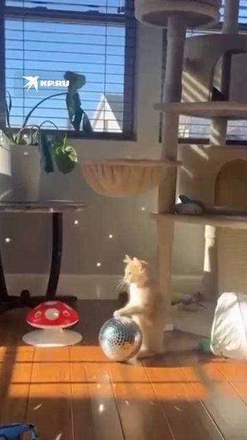 Охота на солнечных зайчиков