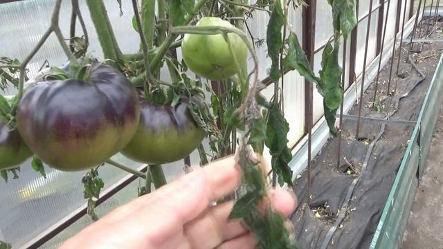 Последние томаты в теплице после морозов. 7 октября 2025.
