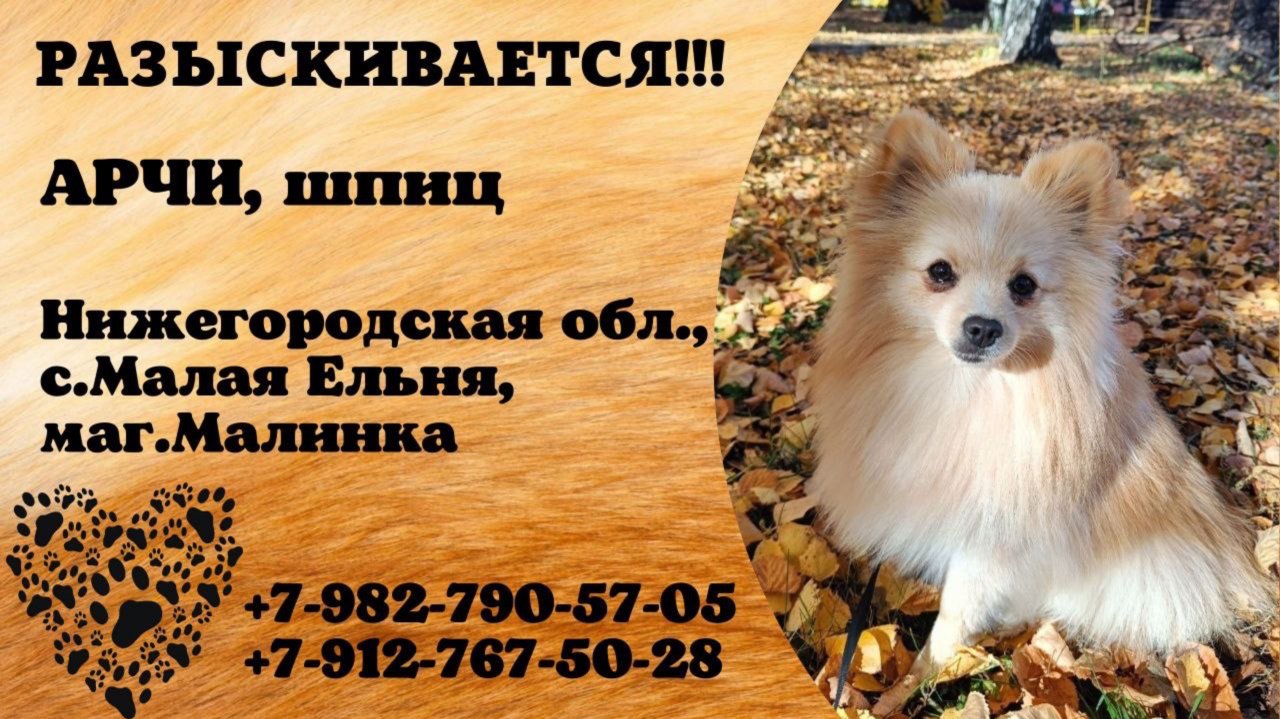 Пропала собака! АРЧИ, шпиц. Нижегородская обл., с.Малая Ельня.