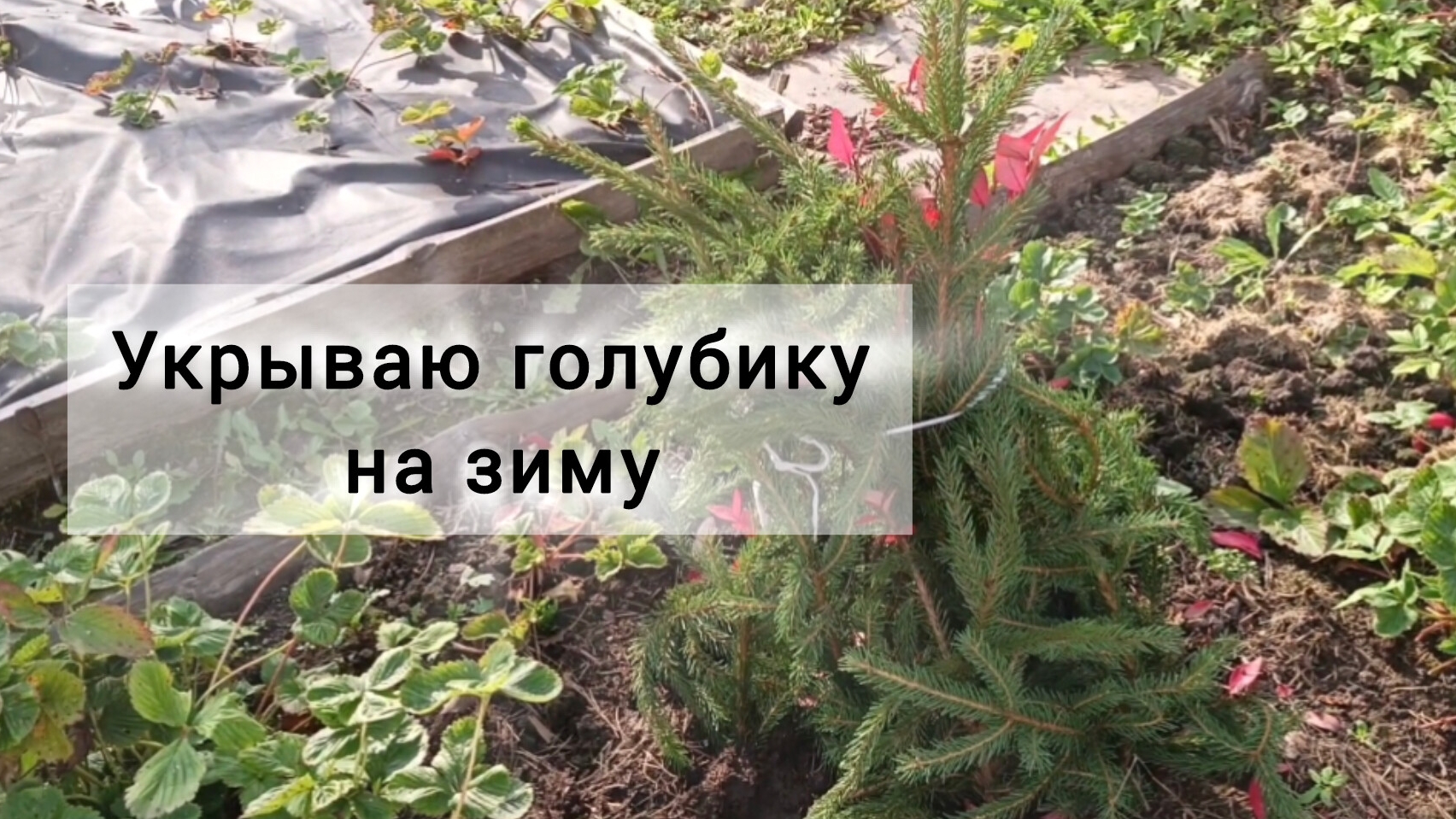 Как легко укрыть голубику на зиму