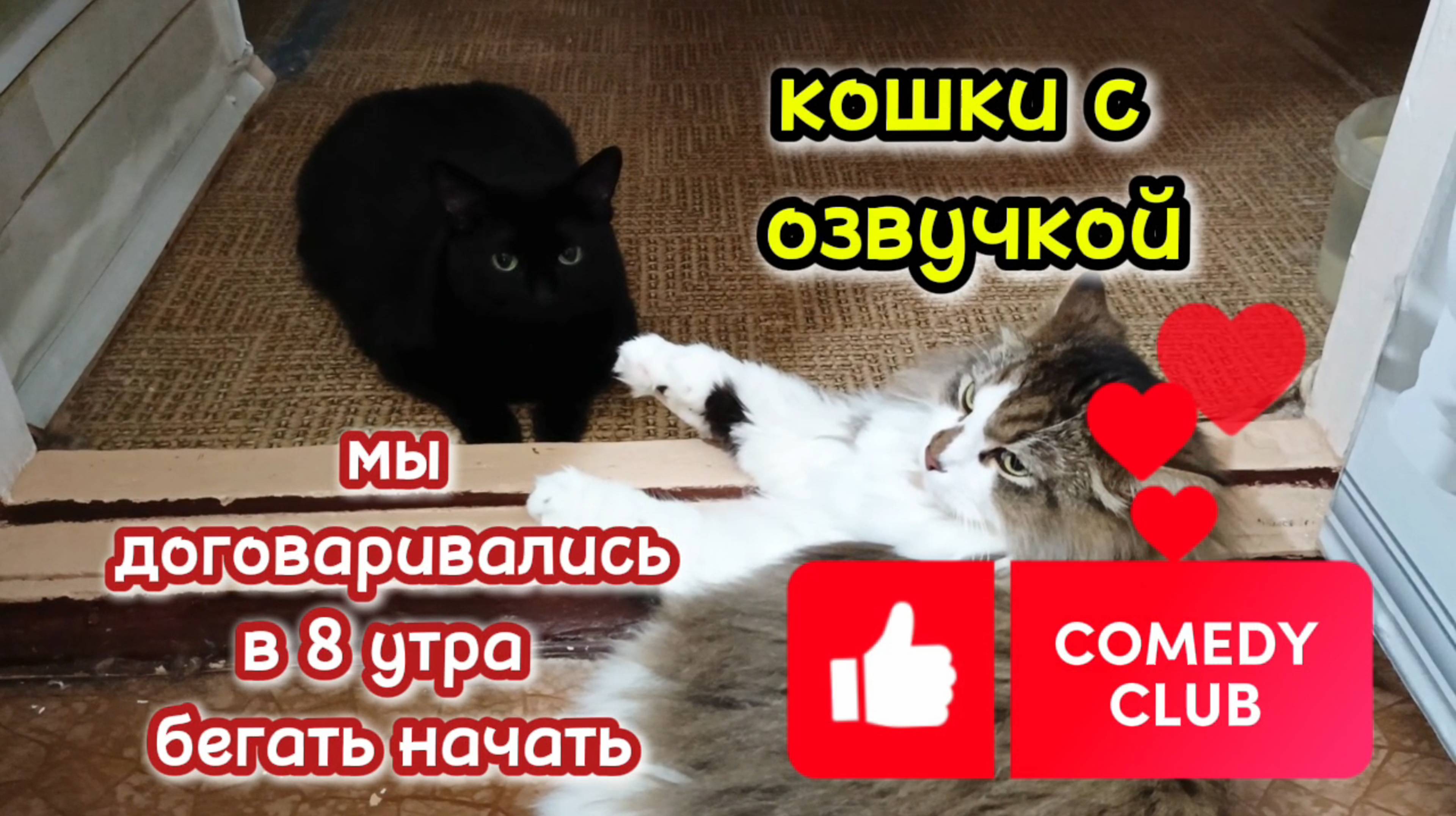 Кошки с озвучкой.