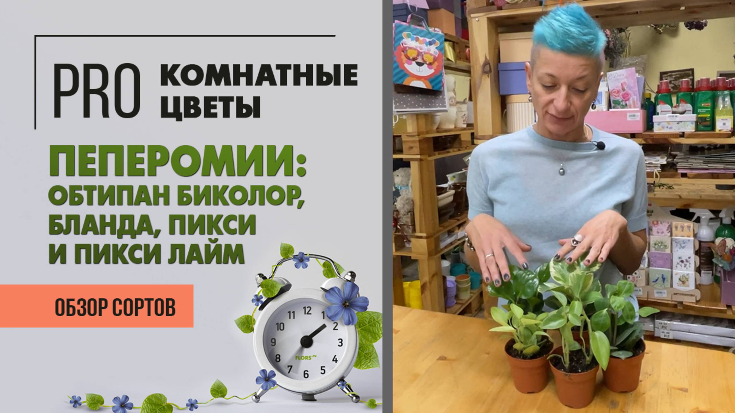Обзор растений: Пеперомии Бланда, Обтипан Биколор, Пикси и Пикси Лайм. 4 сорта в одном видео.