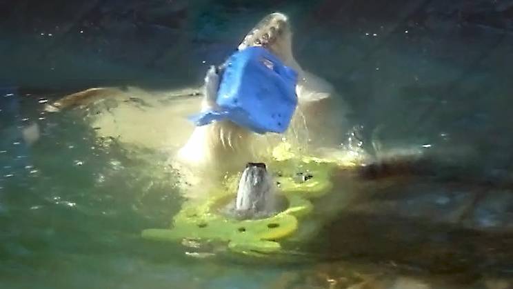 Медвежата Белка и Стрелка. Прыжки в воду были такими резкими и смелыми, что облили всех посетителей